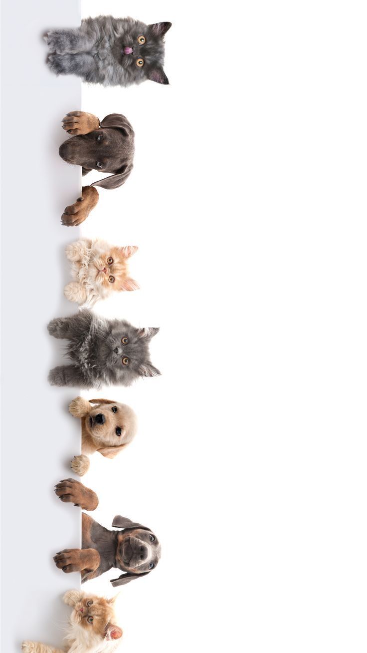 www.urumvet.ir